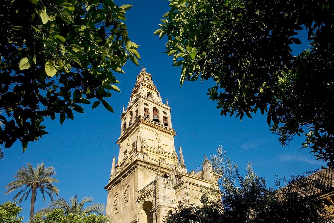 The bell tower of the the Mosque and Cathedral of Cordoba is seen between orange trees in Cordoba, Andalusia, Spain.