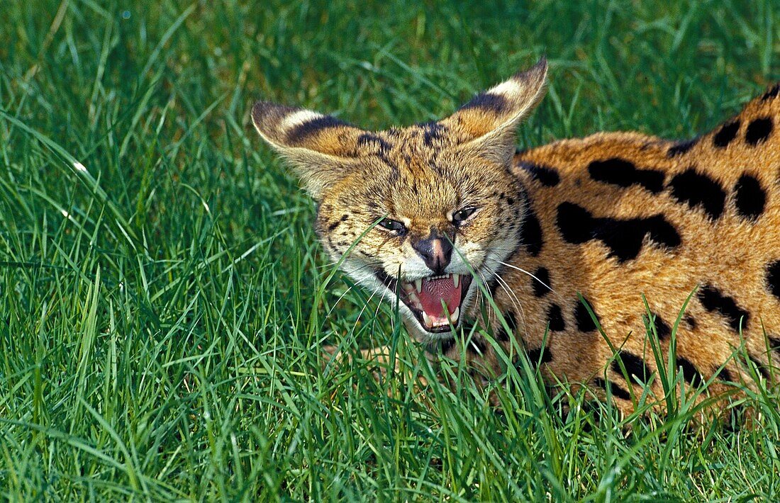 SERVAL leptailurus serval, ADULT GROWLING