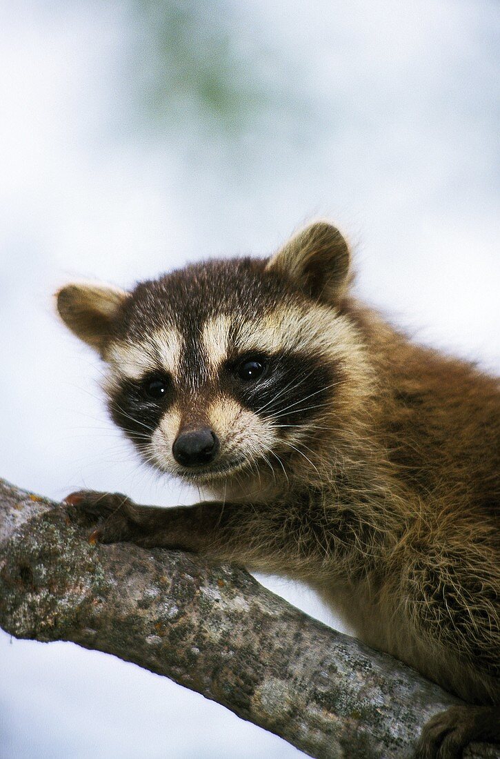 RACCOON procyon lotor, YOUNG ON BRANCH
