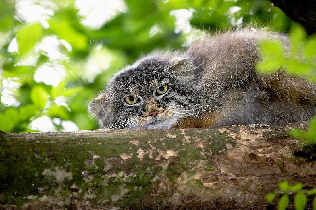 MANUL OR PALLAS´S CAT otocolobus manul, ADULT STANDING ON BRANCH