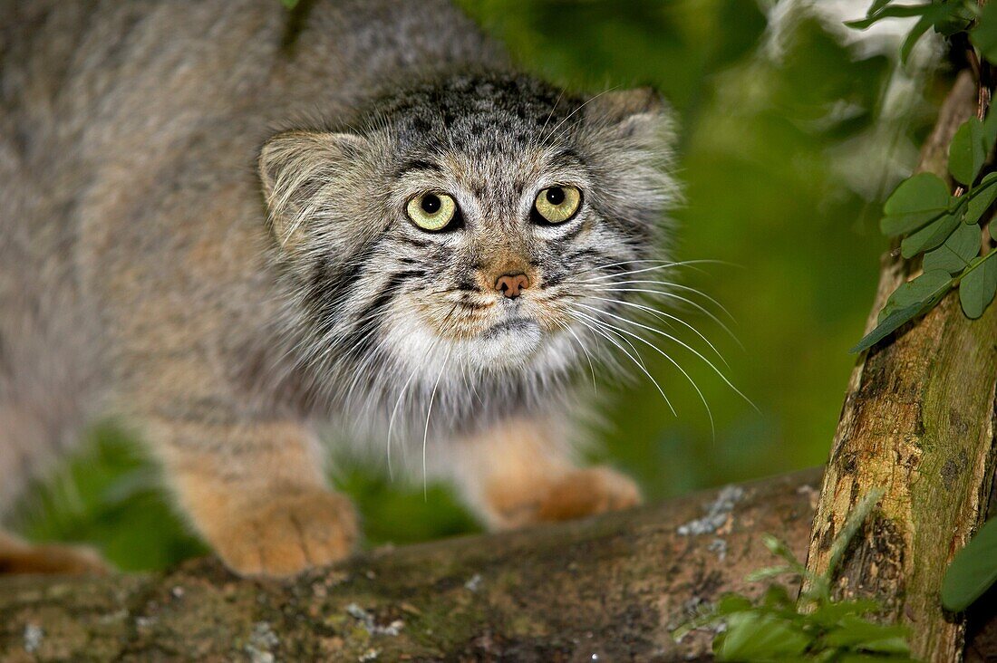 MANUL OR PALLAS´S CAT otocolobus manul, ADULT ON BRANCH