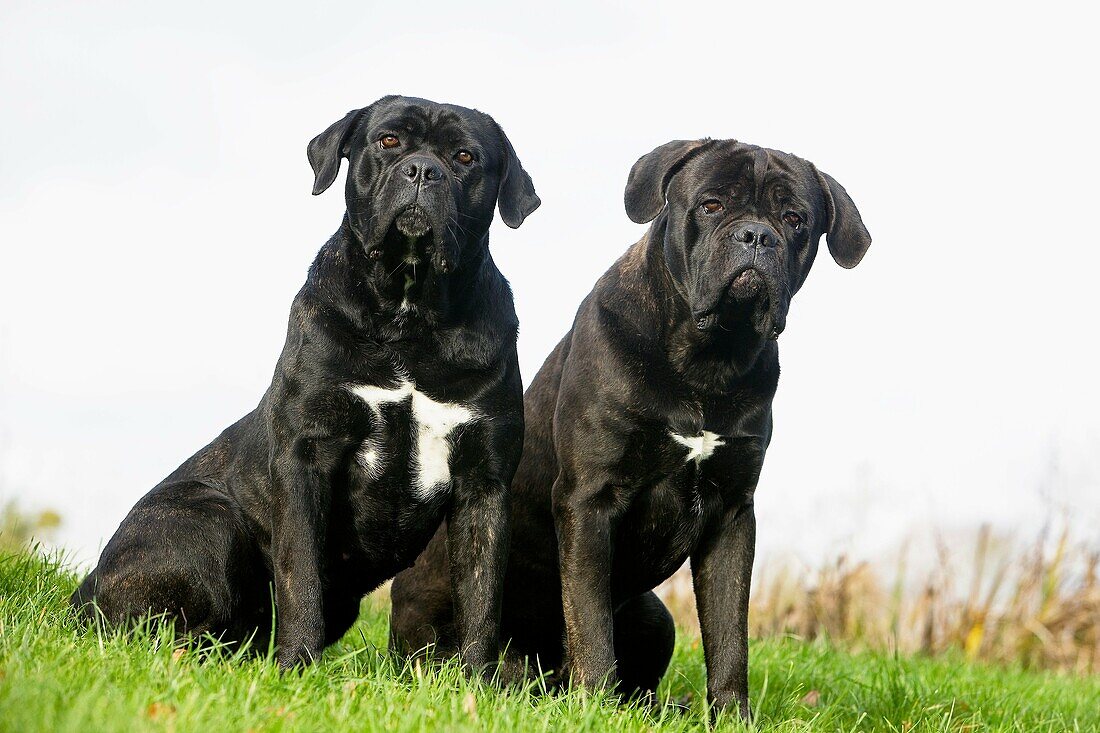 CANE CORSO, A DOG BREED FROM ITALY, PAIR OF ADULT SITTING ON GRASS