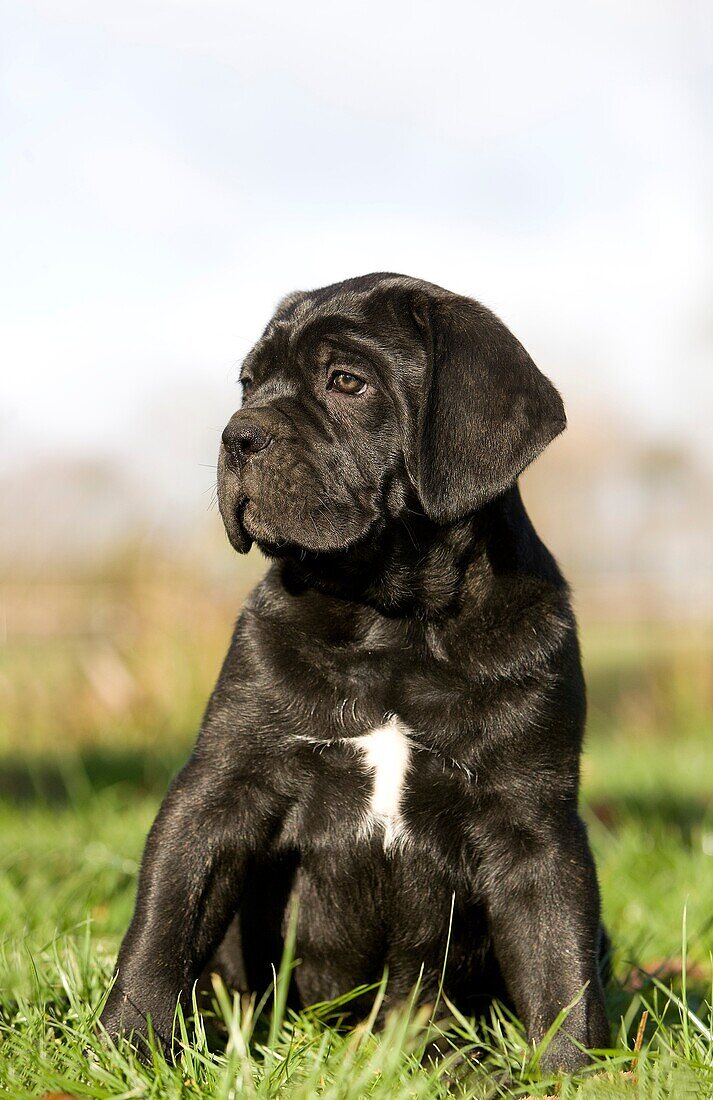 CANE CORSO, A DOG BREED FROM ITALY, PUPPY SITTING ON GRASS