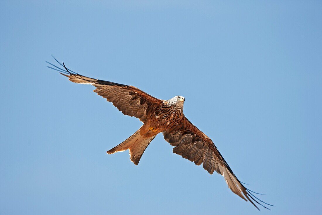 RED KITE milvus milvus, ADULT IN FLIGHT, UNDERSIDE