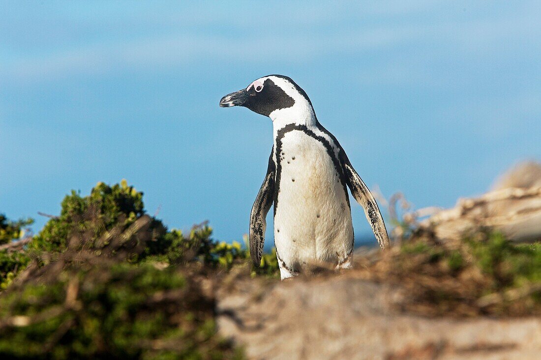 JACKASS PENGUIN OR AFRICAN PENGUIN spheniscus demersus, BETTY´S BAY IN SOUTH AFRICA