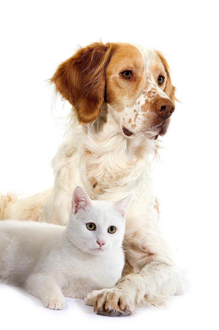 FRENCH SPANIEL CINNAMON COLOR AND WHITE DOMESTIC CAT