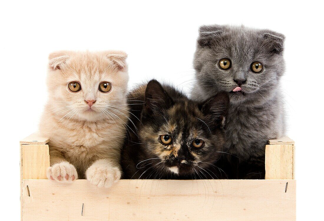 BLACK TORTOISE-SHELL BRITISH SHORTHAIR WITH BLUE AND CREAM SCOTTISH FOLD KITTENS 2 MONTHS OLD, PLAYING IN BASKET