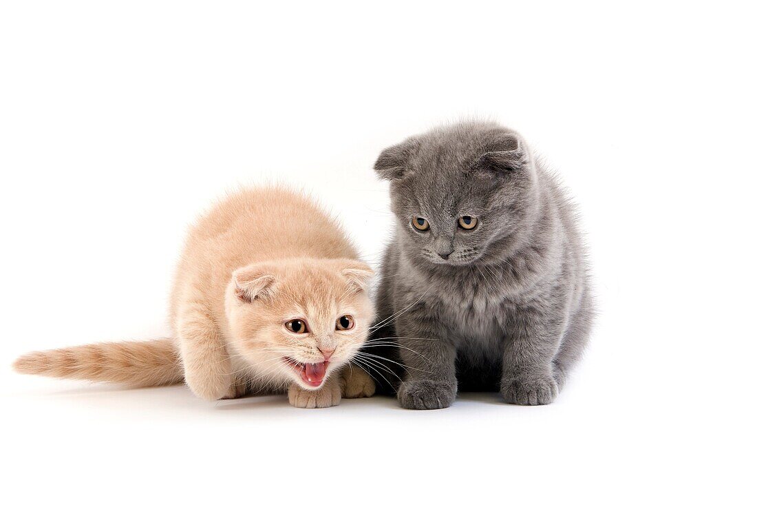 2 MONTHS OLD SCOTTISH FOLD CREAM AND BLUE KITTENS