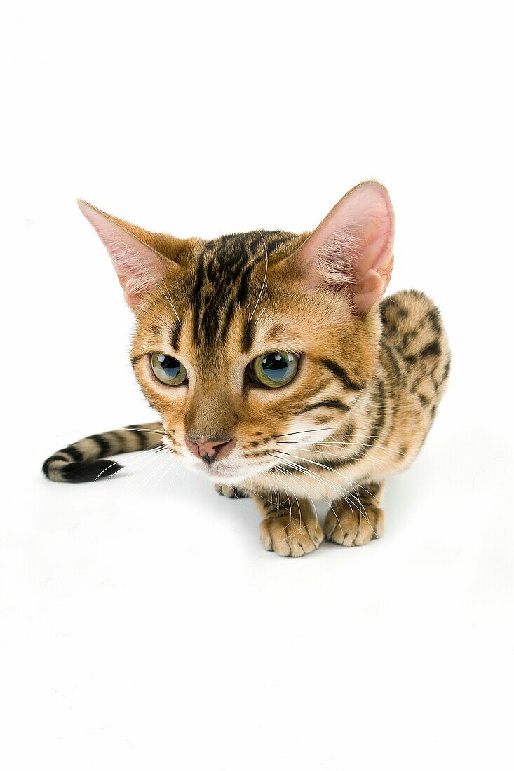 BROWN SPOTTED TABBY BENGAL DOMESTIC CAT