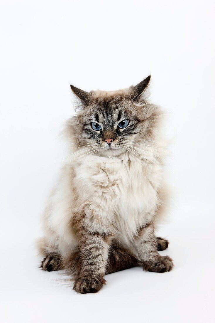 NEVA MASQUERADE SIBERIAN CAT, COLOR SEAL TABBY POINT, MALE AGAINST WHITE BACKGROUND