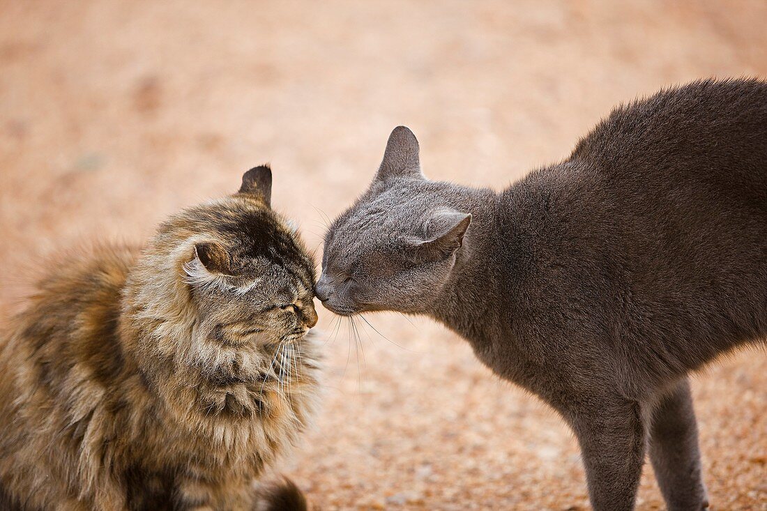 DOMESTIC CATS IN NAMIBIA