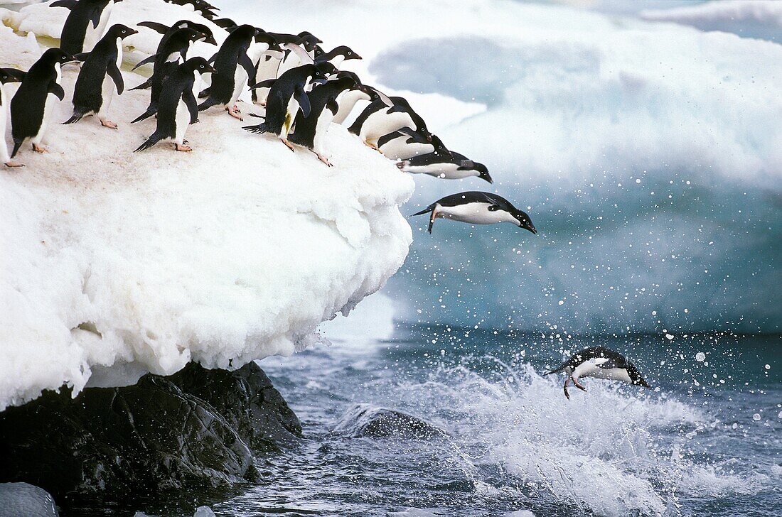 ADELIE PENGUIN pygoscelis adeliae, GROUP LEAPING INTO WATER, PAULET ISLAND IN ANTARCTICA