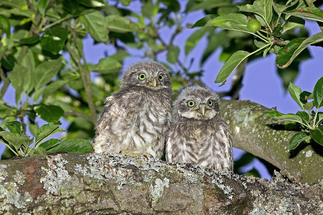LITTLE OWL athene noctua, CHIK STANDING ON BRANCH NEAR NEST, NORMANDY IN FRANCE