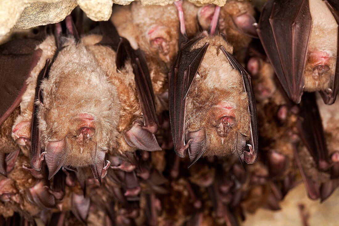 GREATER HORSESHOE BAT rhinolophus ferrumequinum, COLONY HIBERNATING IN A CAVE, NORMANDY IN FRANCE