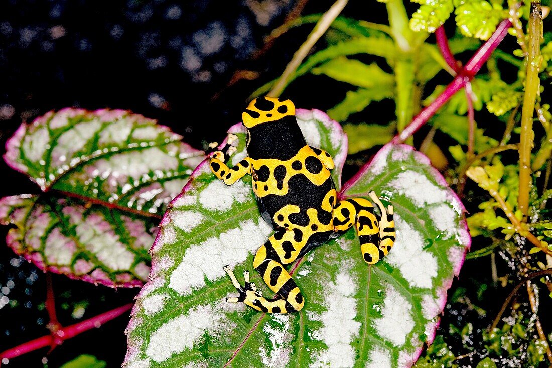 YELLOW-BANDED POISSON FROG dendrobates leucomelas, ADULT