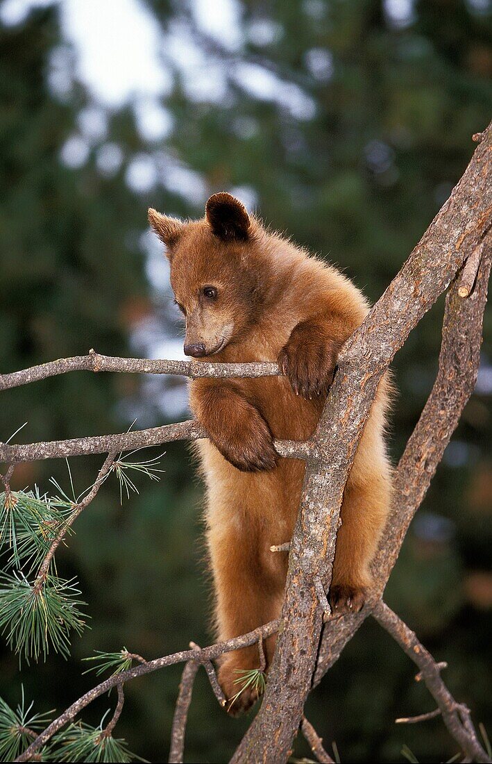 GRIZZLY BEAR ursus arctos horribilis, CUB PLAYING IN TREE, ALASKA