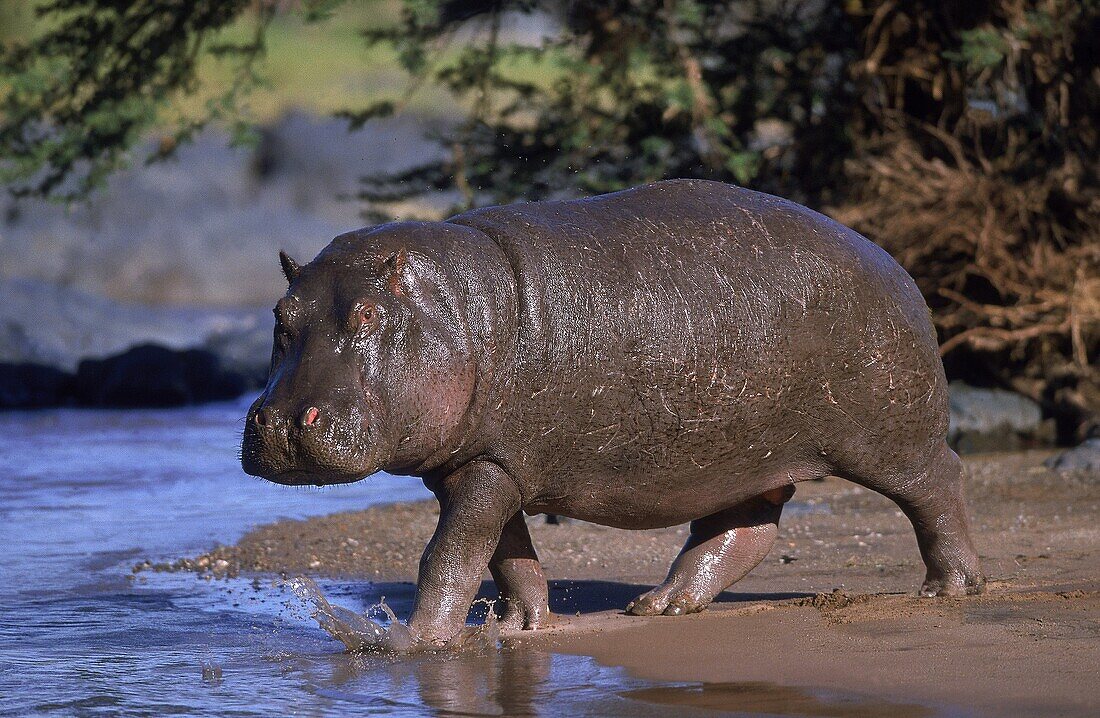 HIPPOPOTAMUS hippopotamus amphibius, ADULT ENTERING MARA RIVER, MASAI MARA PARK, KENYA
