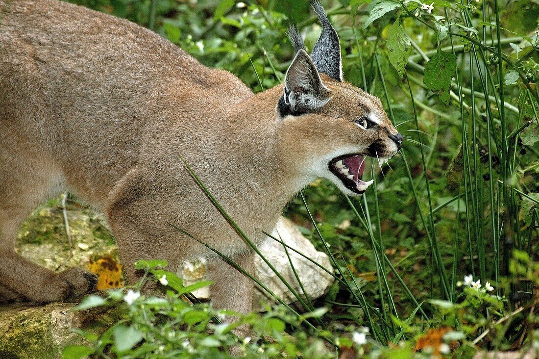 CARACAL caracal caracal, ADULT SNARLING IN THREAT POSTURE