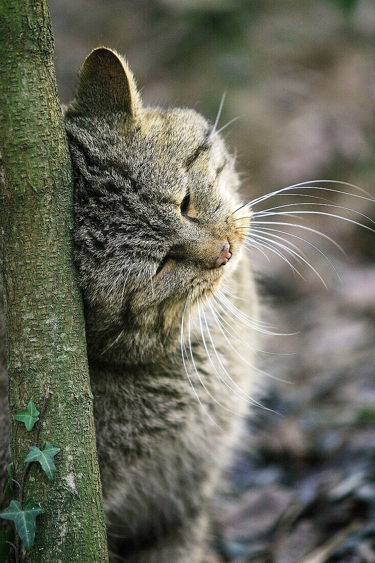 EUROPEAN WILDCAT felis silvestris, ADULT RUBBING HEAD ON TREE