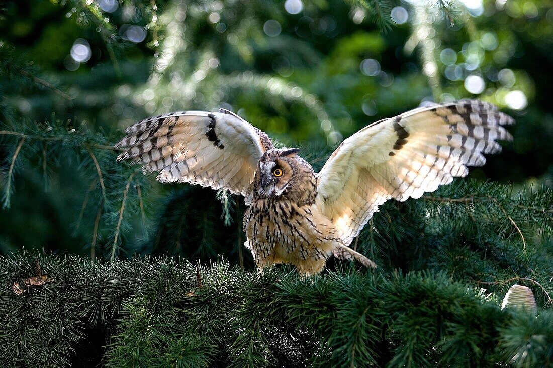 LONG-EARED OWL asio otus, ADULT TAKING OFF FROM BRANCH, NORMANDY