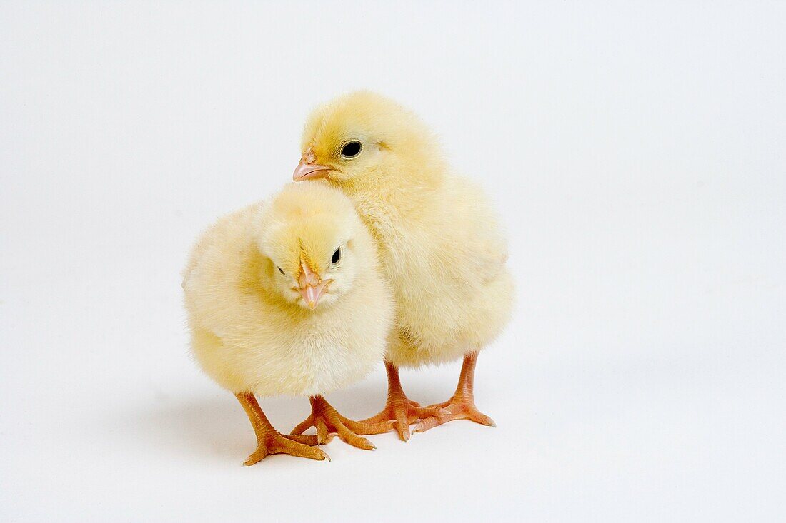PAIR OF CHICKS AGAINST WHITE BACKGROUND