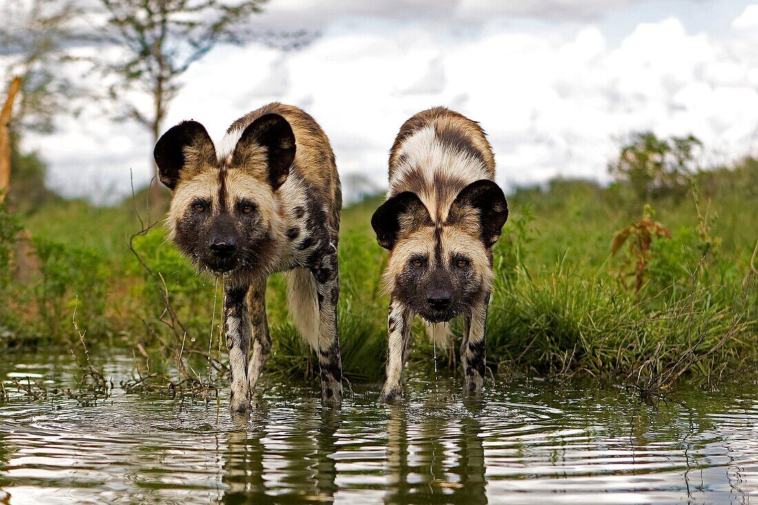 AFRICAN WILD DOG lycaon pictus, PAIR ENTERING WATER, NAMIBIA