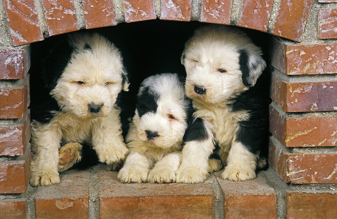 BOBTAIL DOG OR OLD ENGLISH SHEEPDOG, PUPPIES SITTING NEAR FIREPLACE