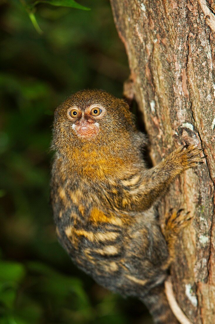 PYGMY MARMOSET callithrix pygmaea, ADULT HANGING FROM BRANCH