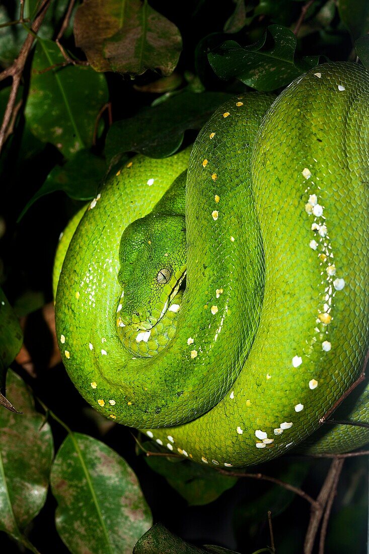 GREEN TREE PHYTON morelia viridis, ADULT