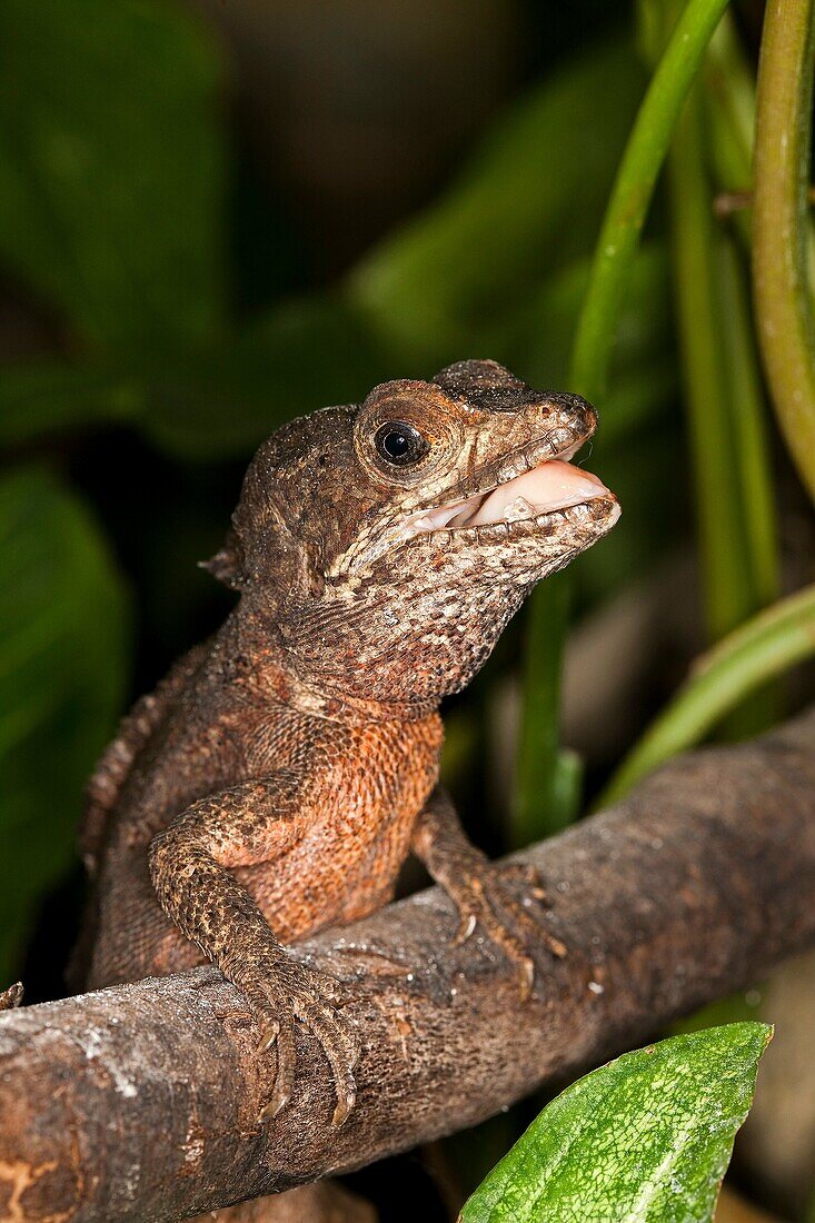 BROWN BASILISK LIZARD basiliscus vittatus, ADULT STANDING ON BRANCH