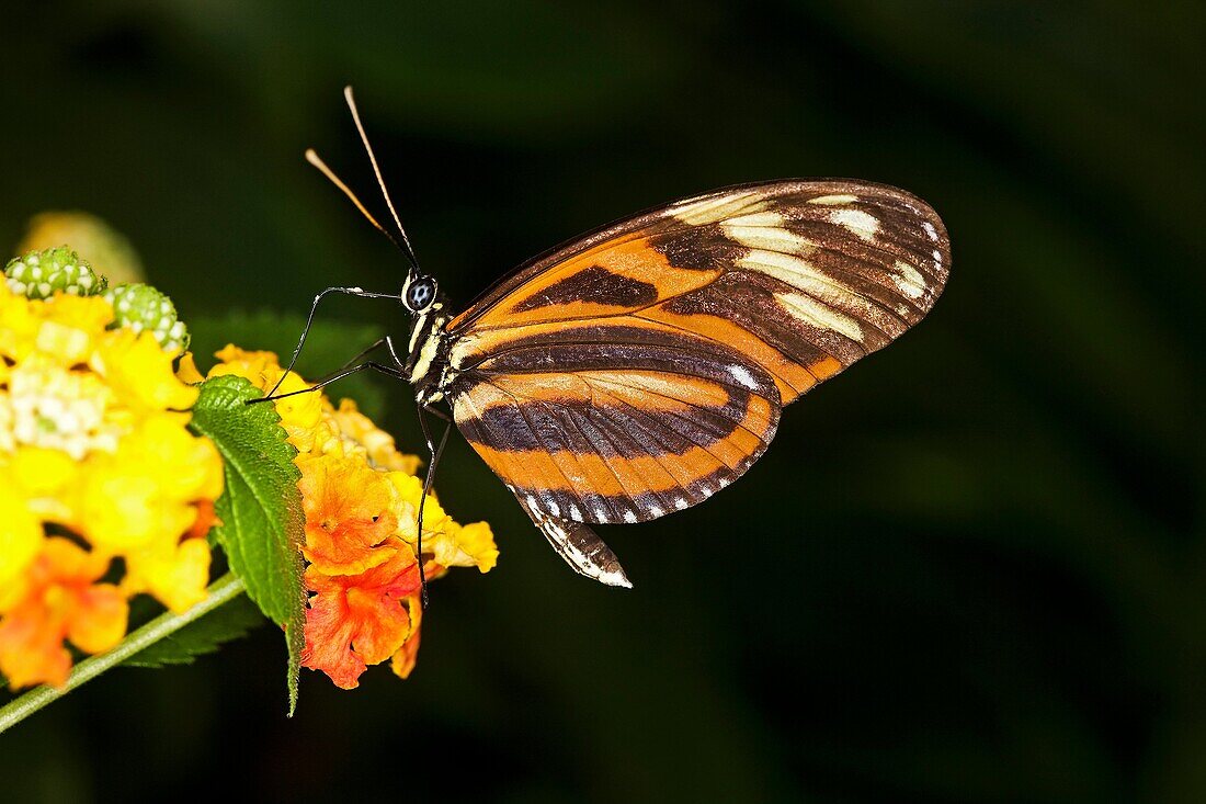 Eueides butterfly, eueides isabella, Adult standing on Flower