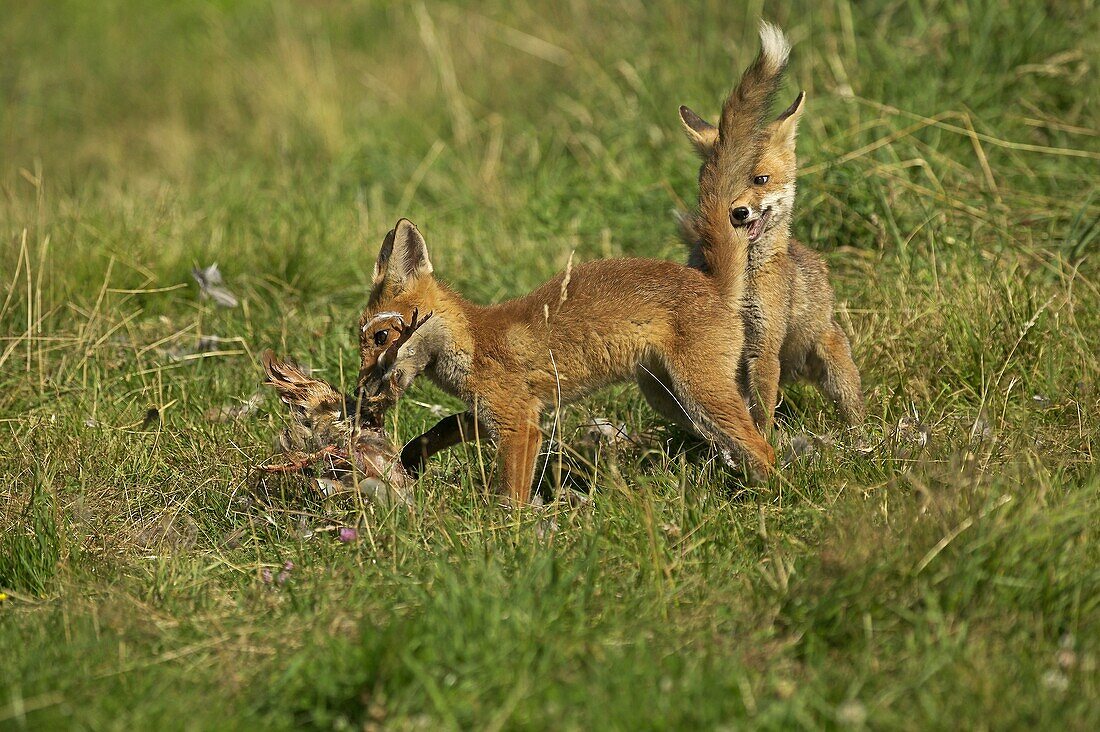 RED FOX vulpes vulpes, ADULTS A PARTRIDGE KILL, NORMANDY