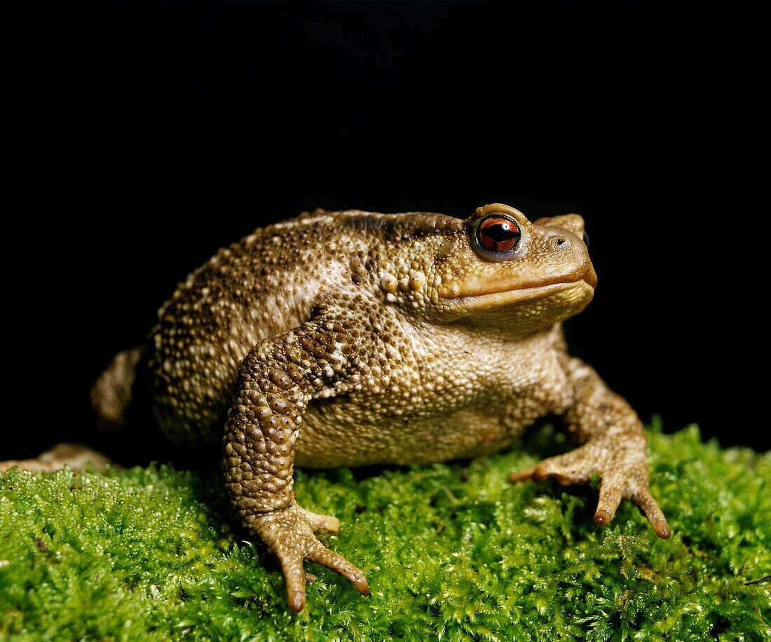 COMMON TOAD bufo bufo, ADULT STANDING ON MOSS