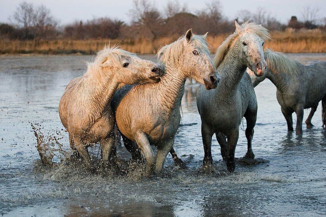 CAMARGUE HORSE, HERD STANDING IN SWAMP, SAINTES MARIE DE LA MER IN THE SOUTH OF FRANCE