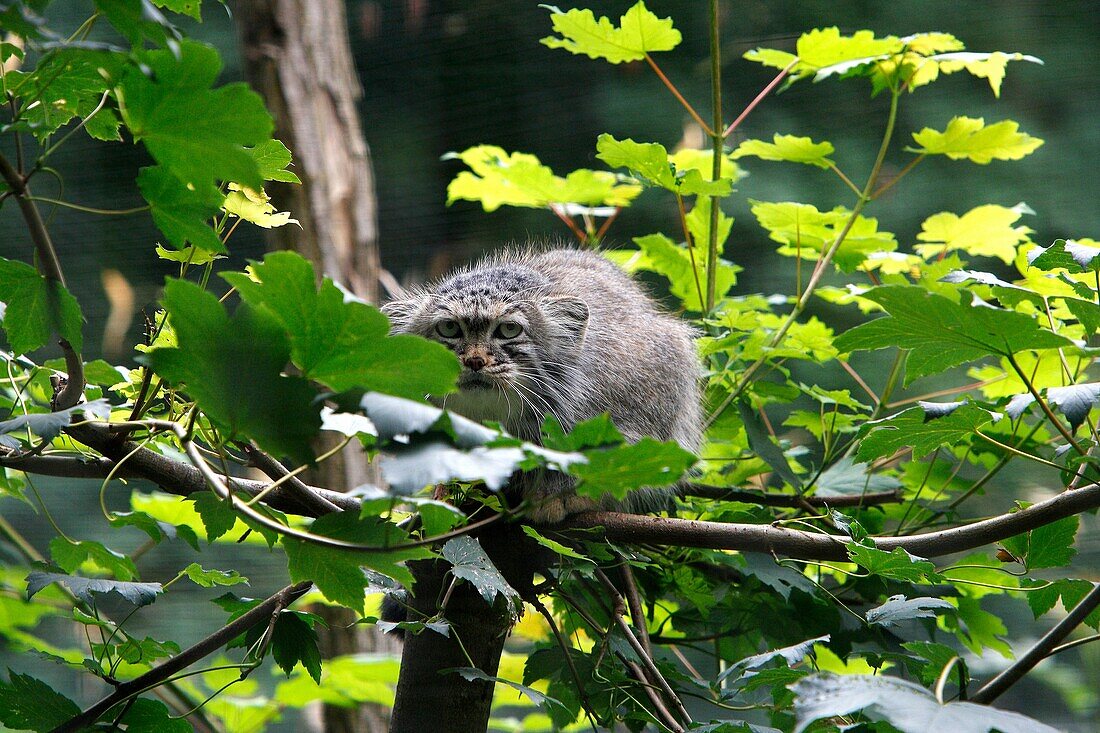 MANUL OR PALLAS´S CAT otocolobus manul, ADULT STANDING ON BRANCH