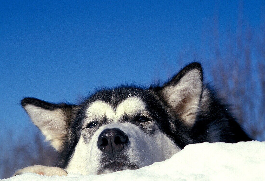 ALASKAN MALAMUTE DOG, PORTRAIT OF ADULT LAYING DOWN ON SNOW
