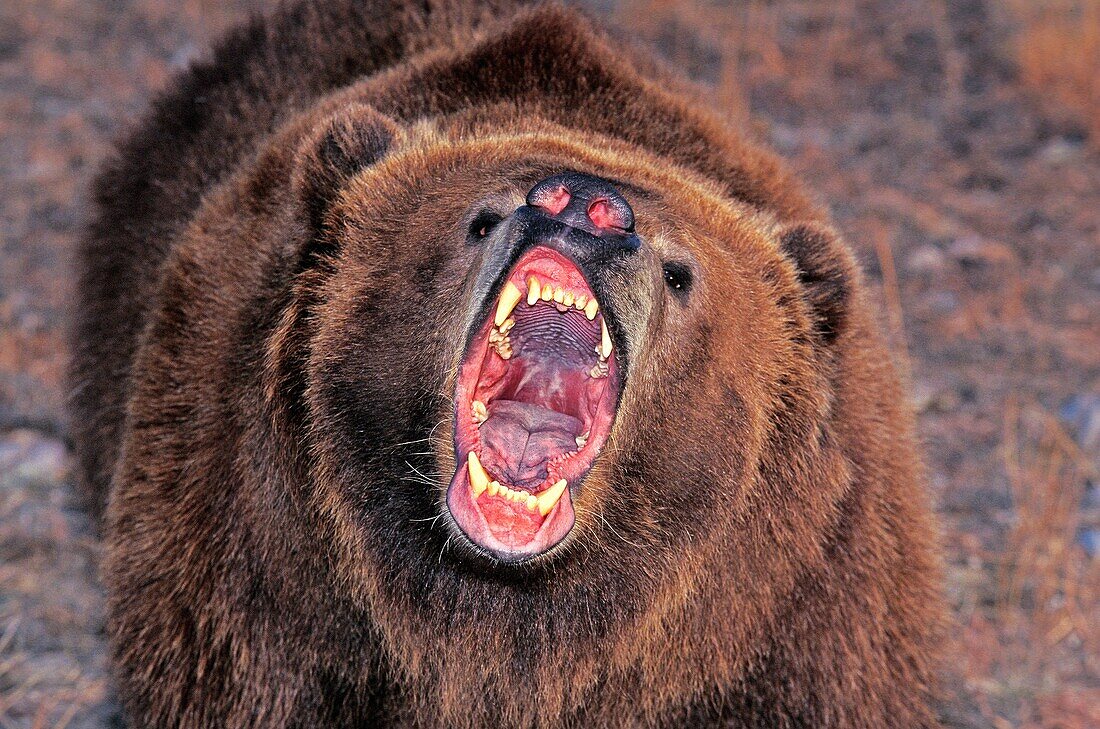 KODIAK BEAR ursus arctos middendorffi, ADULT WITH OPEN MOUTH, ALASKA