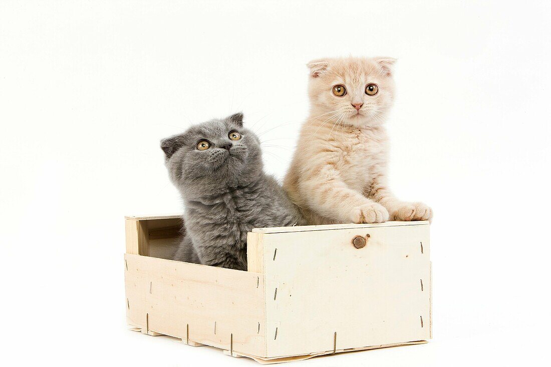CREAM AND BLUE SCOTTISH FOLD DOMESTIC CAT, 2 MONTHS OLD KITTEN PLAYING IN A CRATE