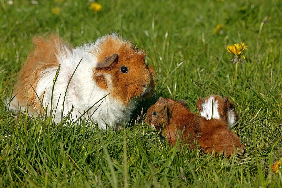 GUINEA PIG cavia porcellus, MOTHER WITH YOUNGS
