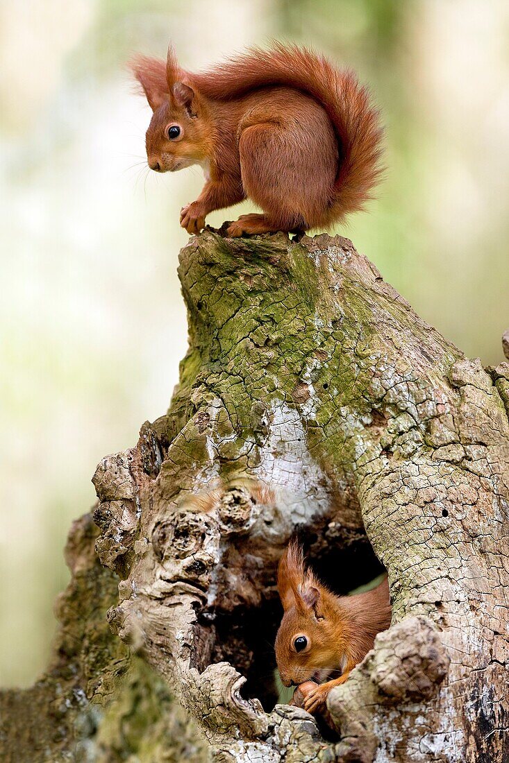 RED SQUIRREL sciurus vulgaris, ADULT EATING HAZELNUT AT NEST ENTRANCE, NORMANDY