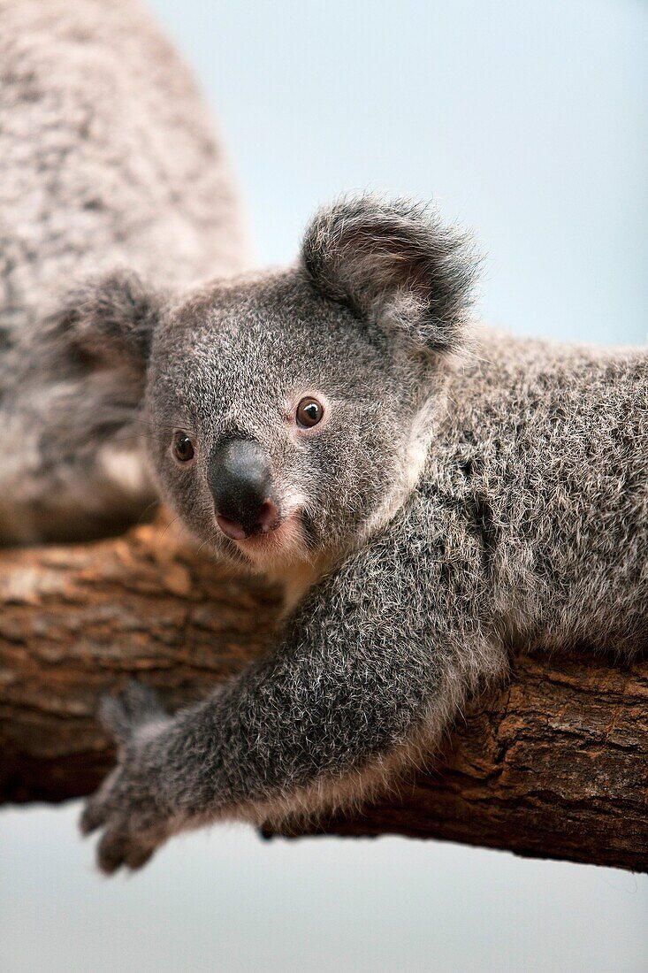 Koala, phascolarctos cinereus, Baby Laying on Branch