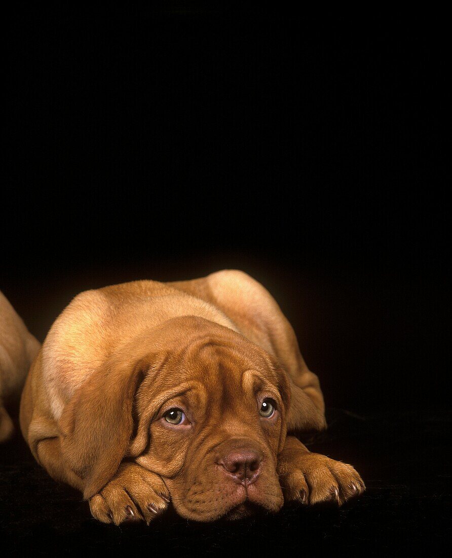 Bordeaux Mastiff Dog, Pup Laying down against Black Background