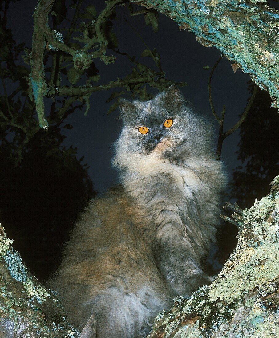 Blue Cream Persian Domestic Cat, Adult standing in Tree