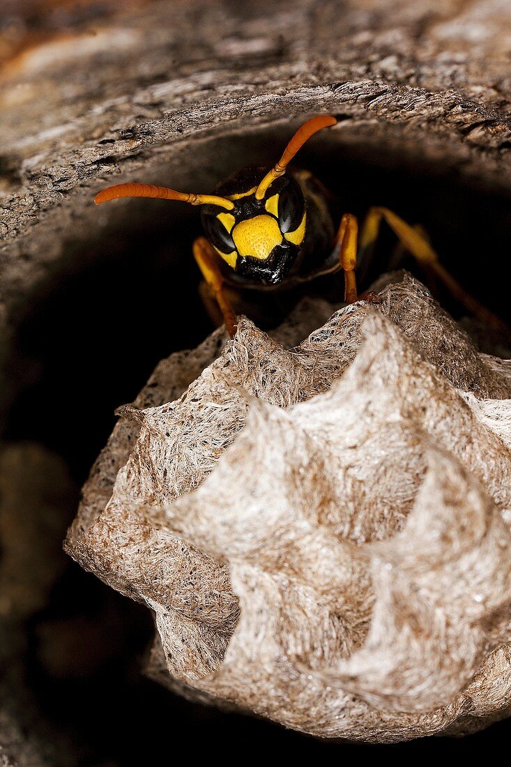 Common Wasp, vespula vulgaris, Adult Standing on Nest, Normandy