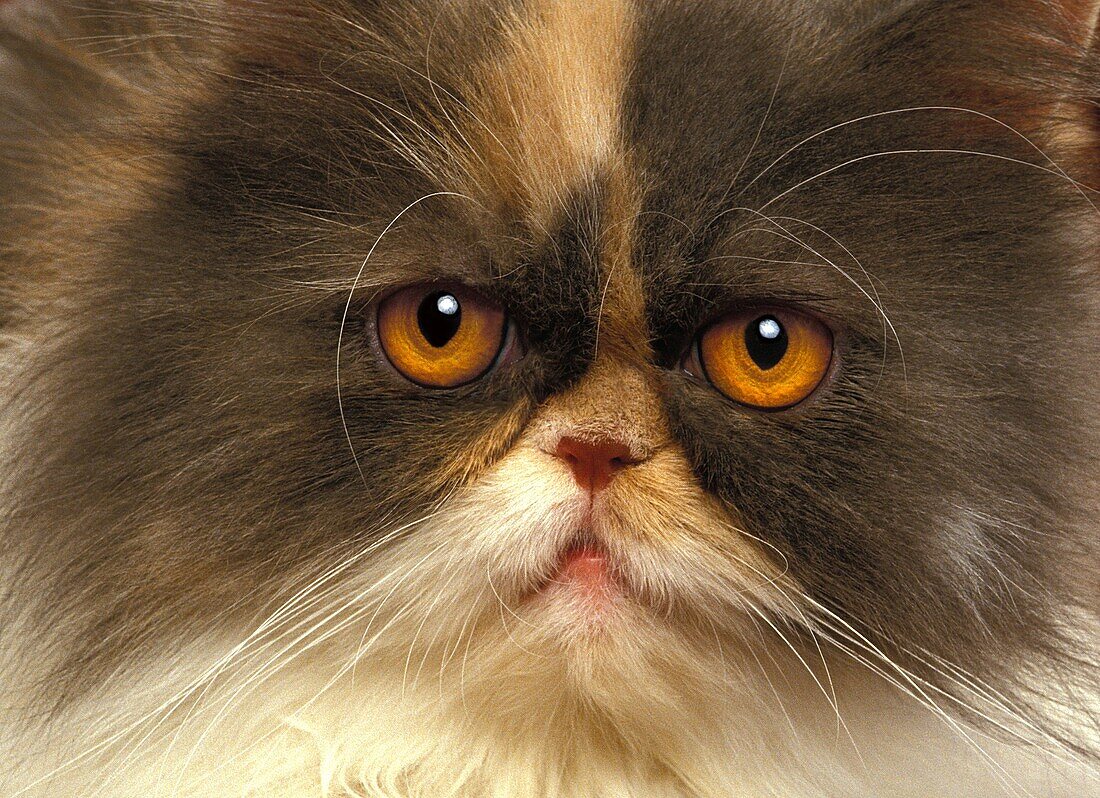Tricolor Persian Domestic Cat, Portrait of Adult