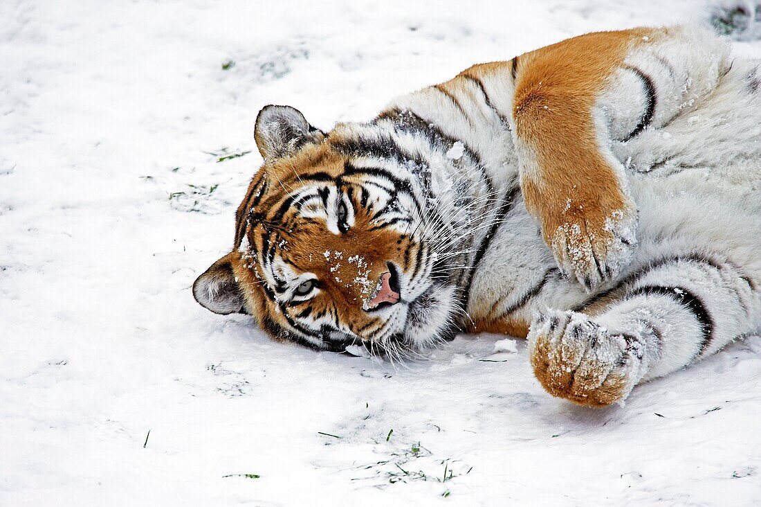 Siberian Tiger, panthera tigris altaica, Adult standing on Snow
