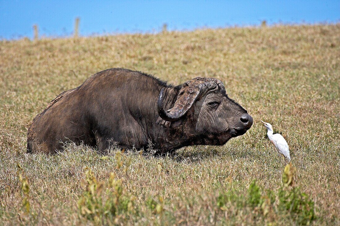 African Buffalo, syncerus caffer with Cattle Egret, bubulcus ibis, Hell´s Gate Park in Kenya