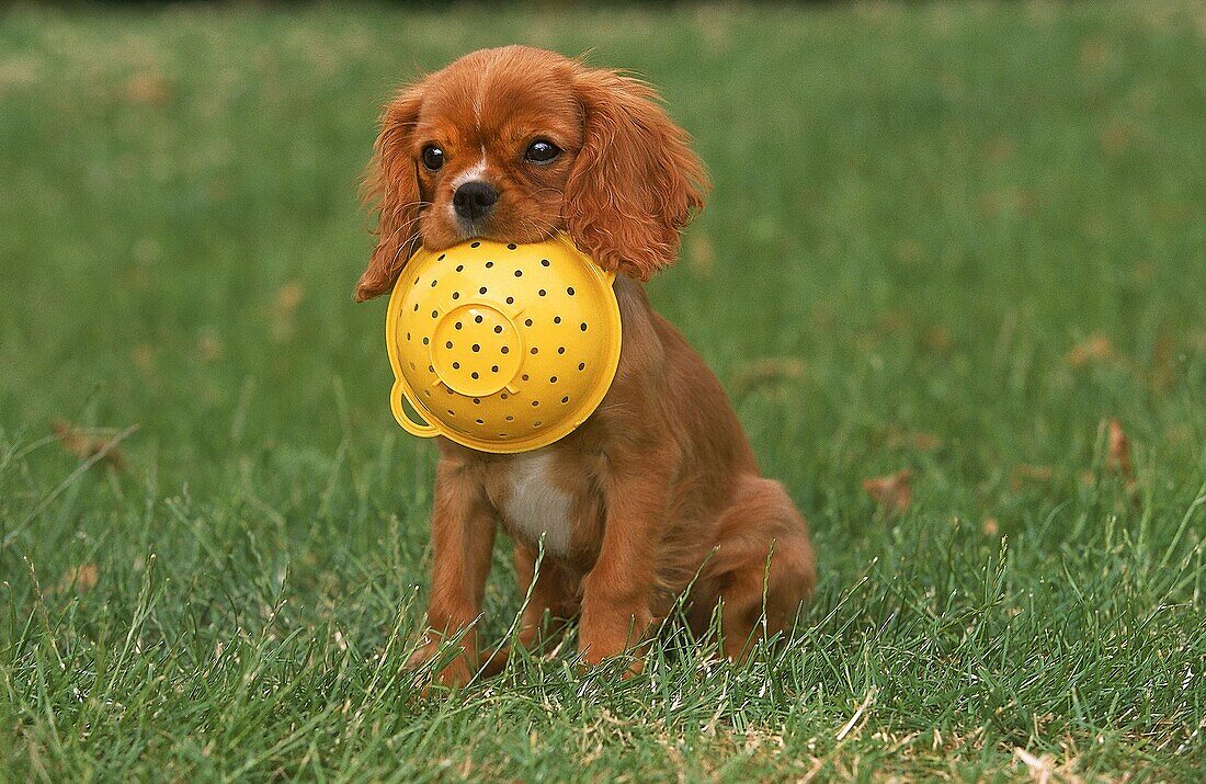 CAVALIER KING CHARLES SPANIEL, PUPPY PLAYING WITH SIEVE