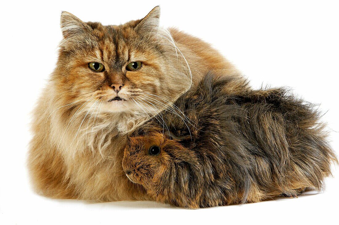Tortoiseshell Persian Domestic Cat with long Hair Guinea Pig against White Background
