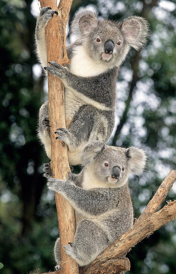 KOALA phascolarctos cinereus, ADULTS ON BRANCH, AUSTRALIA